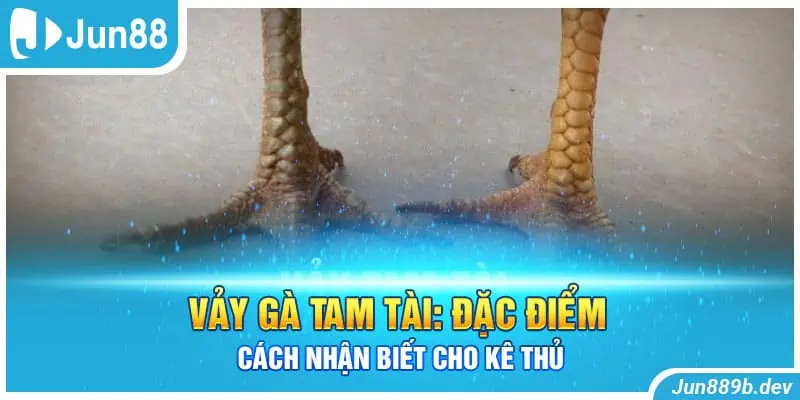 Vảy Gà Tam Tài: Đặc Điểm, Cách Nhận Biết Cho Kê Thủ