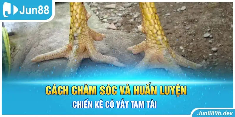 Cách chăm sóc và huấn luyện chiến kê có vảy tam tài