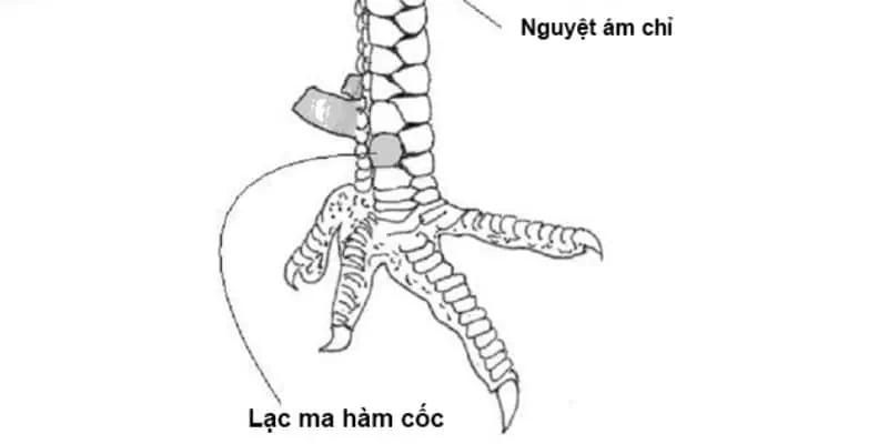 Vảy gà huyền trâm xuất hiện dưới cựa khó thấy