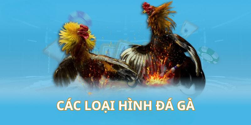 Tổng hợp các loại hình thi đấu hấp dẫn nhất tại đá gà Jun88